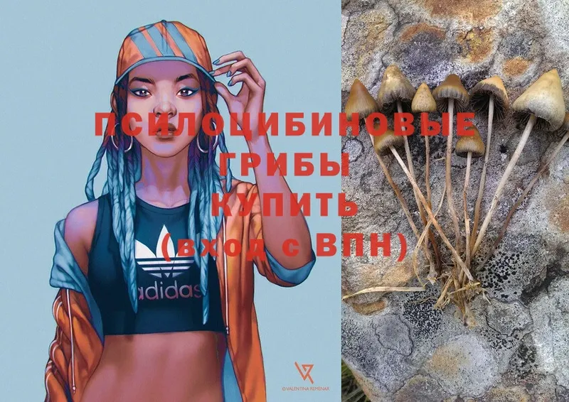 Псилоцибиновые грибы Psilocybe  купить   Баксан 